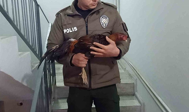 Mersin'de horoz dövüşü üzerinden bahis oynatanlara operasyon