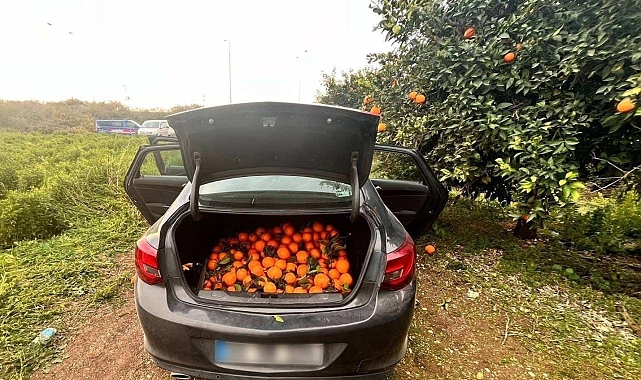 Otomobiliyle Portakal Çalan Şüpheli Tutuklandı