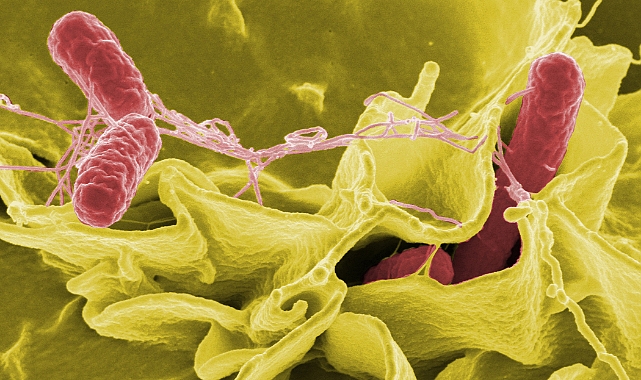 Salmonella Bakterisine Dikkat!