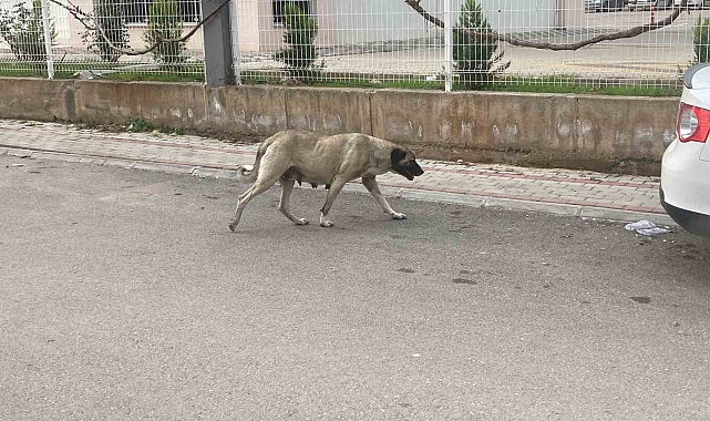 Sokak Köpekleri Kadına Saldırdı: O Anlar Kamerada