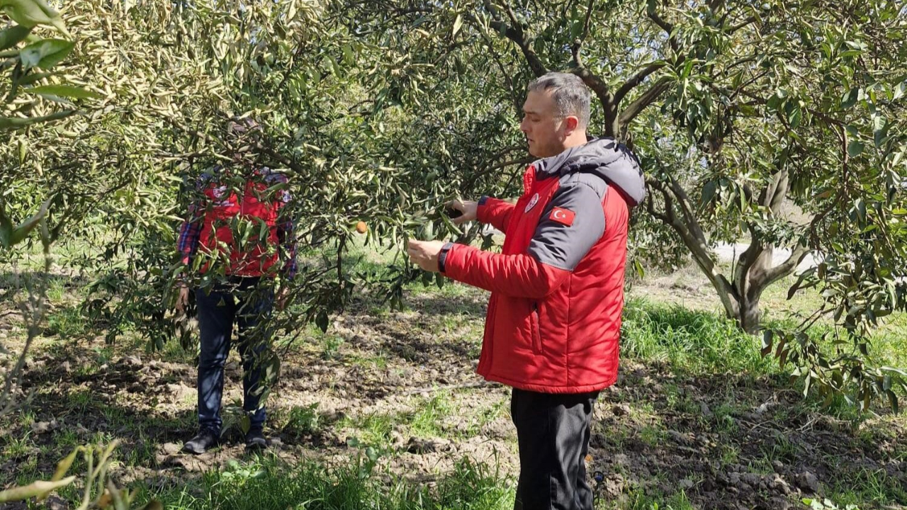Köyceğiz, Ortaca ve Dalaman'da zirai don zararı tespit çalışmaları devam ediyor