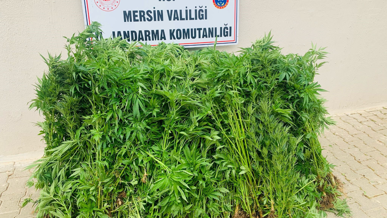 Evinin bahçesinde kenevir yetiştiren şüpheli tutuklandı