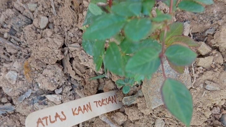 Gazipaşa'da, Bolu'daki otel yangınında ölen 36 çocuk anısına gül dikildi