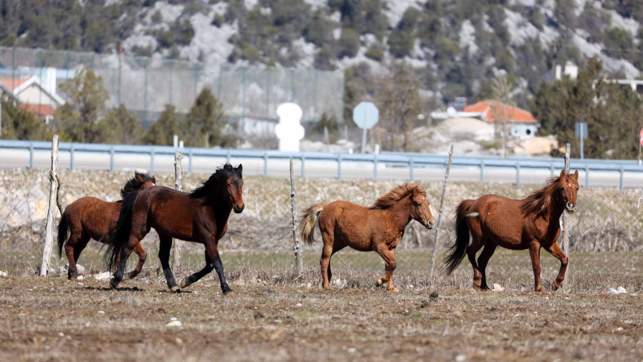 Yılkı atları için meraya saman bırakıldı