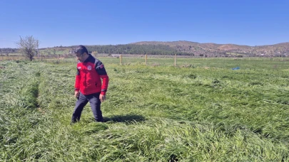 Muğla'da Buğday Süne Zararı Kontrolleri Yapıldı.