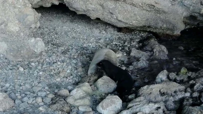 Gökova Körfezi'nde Yavru Akdeniz Foku, Kameralara Yakalandı.