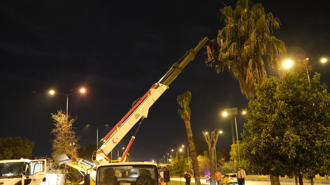 Büyükşehir Belediyesi gece budama çalışmalarına başladı