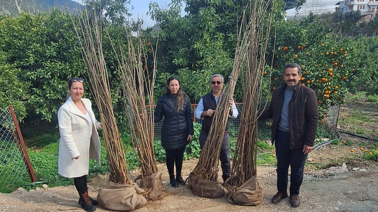 Büyükşehir'den dut fidanı desteği