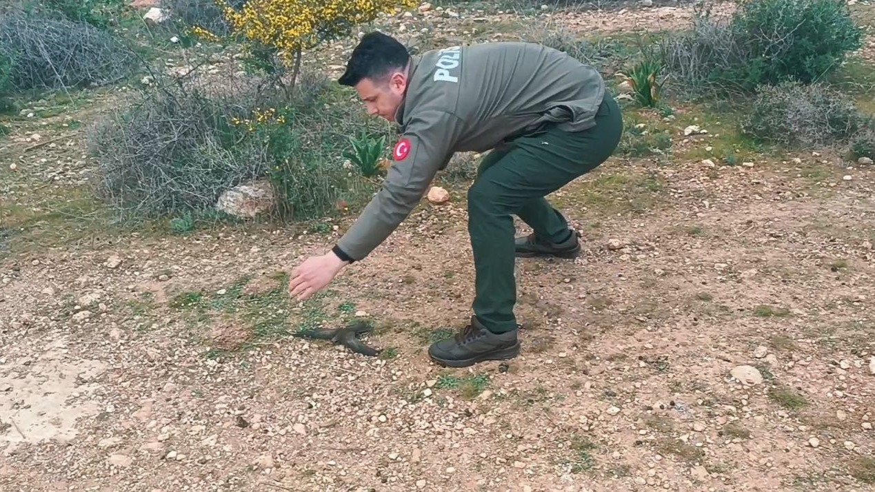 Ebabil Kuşu, Yaralı Halde Bulundu, Koruma Altına Alındı!