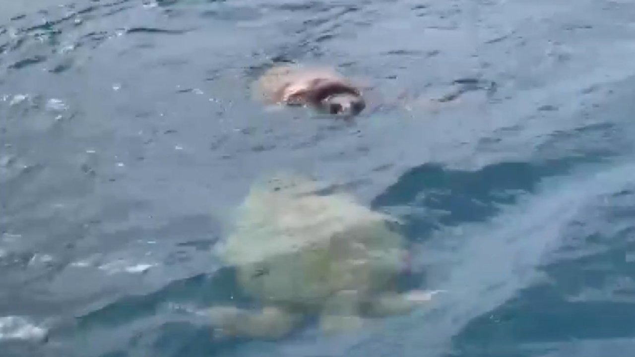 Çifte kumru caretta carettalar balıkçıların kamerasında