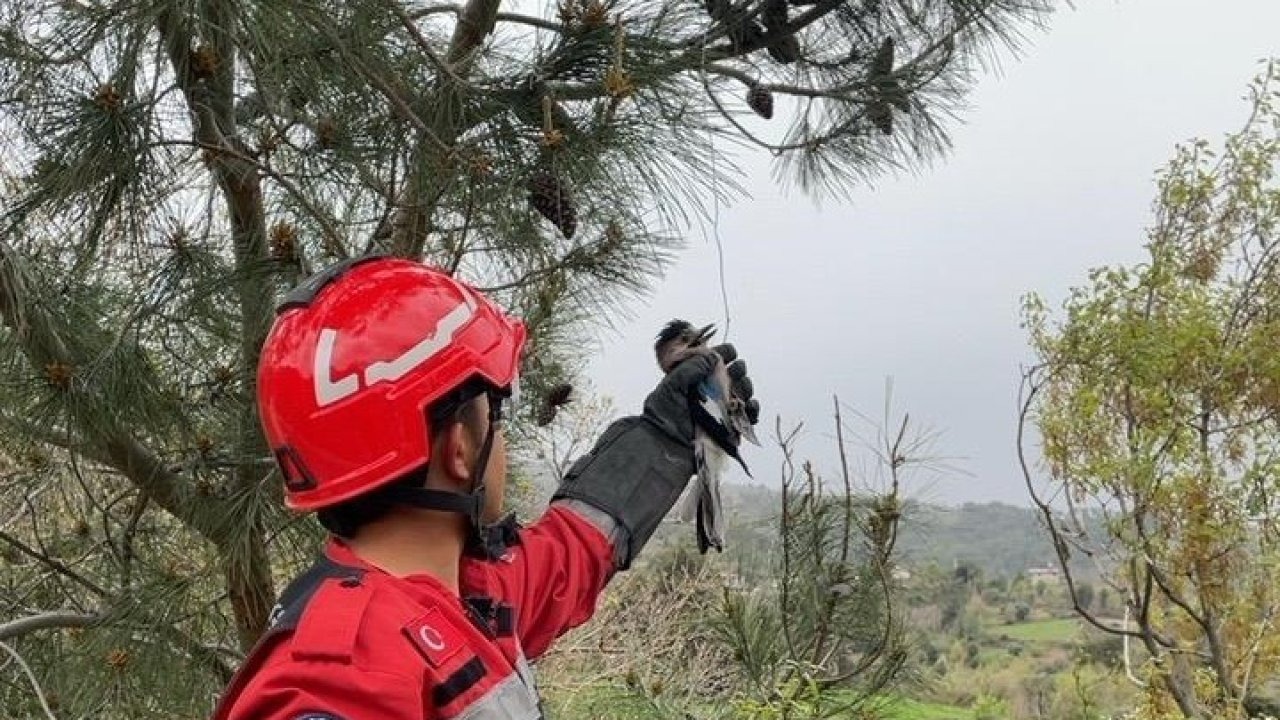 Yaralı Alabak Kuşu’nu itfaiye ekipleri kurtardı