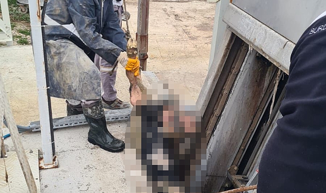 Arıtma tesisinde ölü buzağı bulundu