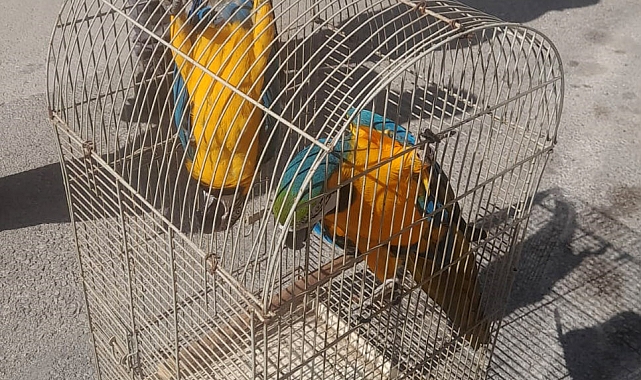 Belgesiz Macaw papağanı satışına 617 bin TL ceza
