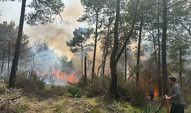 Kemer'de orman yangını