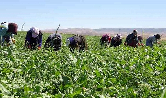 Mevsimlik Tarım İşçilerinin Ortalama Günlük Ücretleri 2024 Yılında Arttı