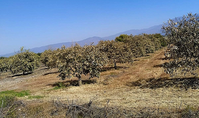 Meyve bahçelerinde zarar tespit çalışmaları devam ediyor