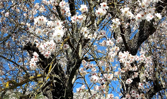 Muğla'da bahar mevsimi kendini hissettiriyor