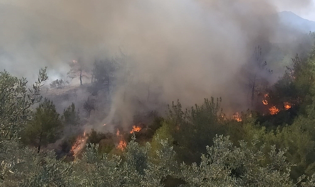 Osmaniye'de ormanlık alanda korkutan yangın