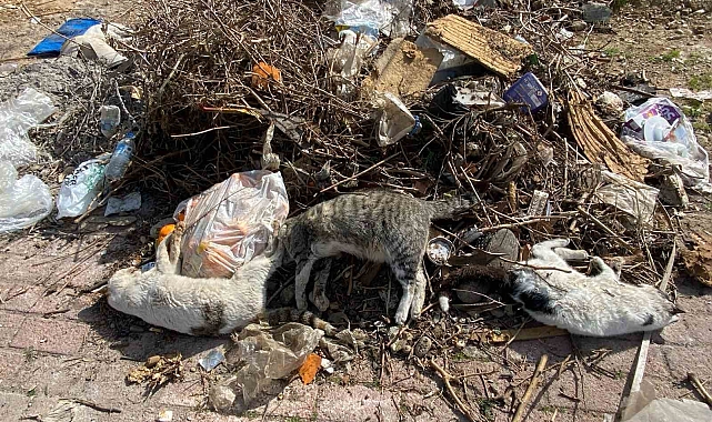 Serik'te çok sayıda ölü kedi bulundu