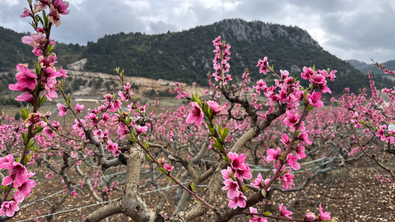Güzelyayla’da bahar güzelliği