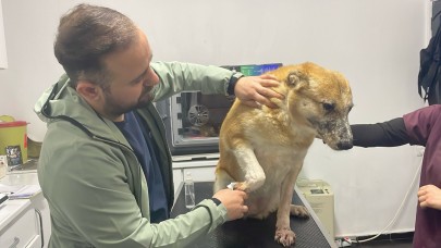 Tatarcık Sineğinin Isırdığı 'Murphy' 7 Yıldır Tedavi Görüyor