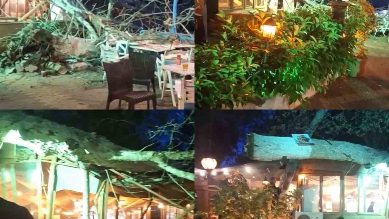 Devasa Ağaç Yıkıldı, 2 Kişi Hafif Yaralandı