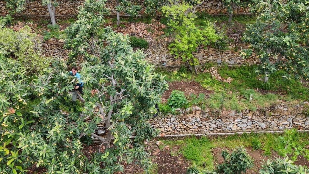 Alanya’da muşmula hasadı başladı