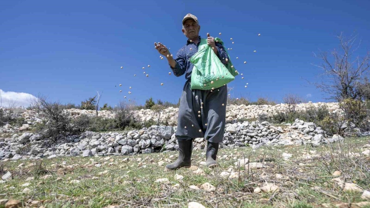 ’Atalık Nohut’ Gelecek Nesillere Aktarılıyor