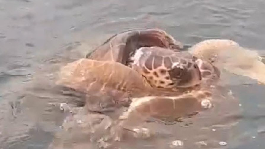 Caretta carettaların çiftleşme döneminde sessizlik uyarısı