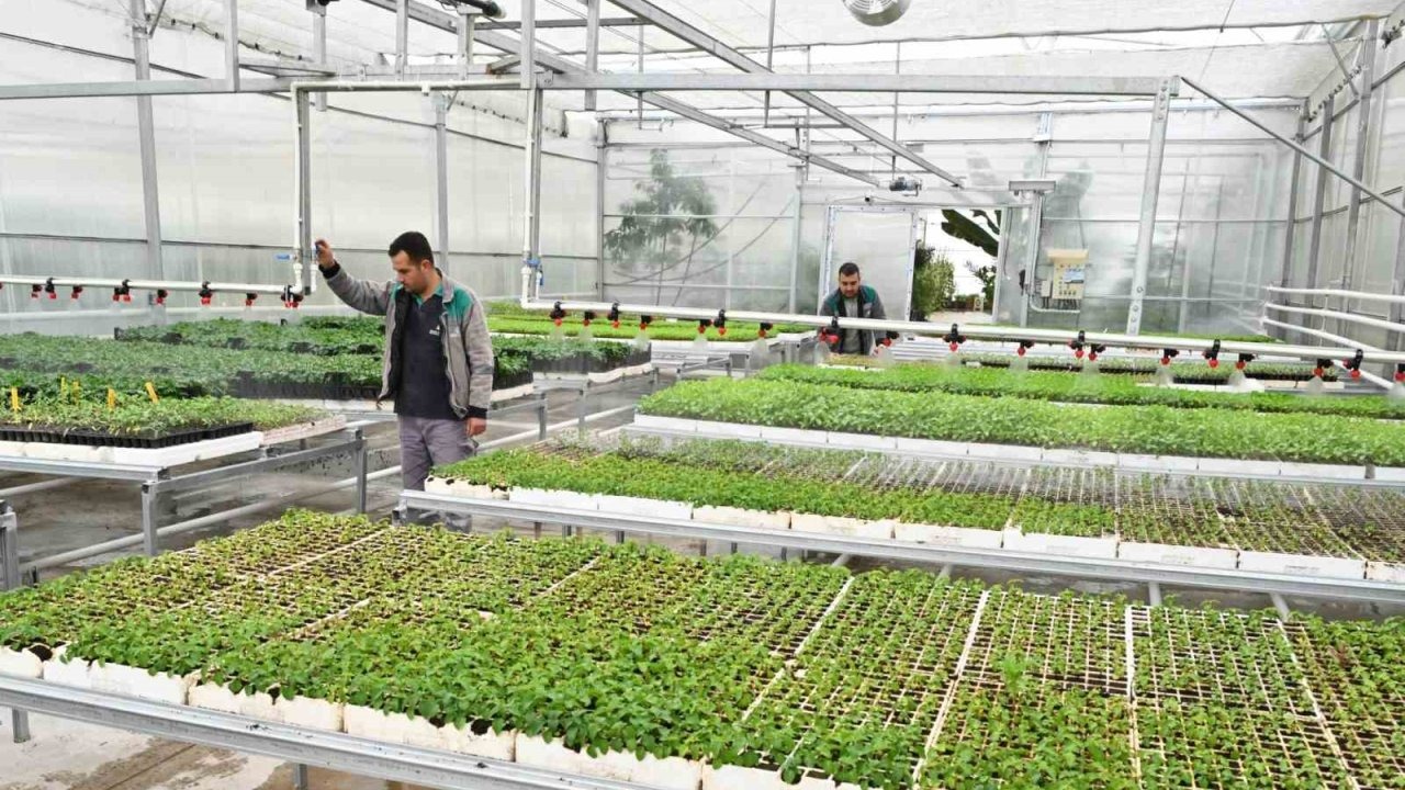 Isparta Belediyesi, mevsimlik çiçekleri kendi seralarında yetiştiriyor