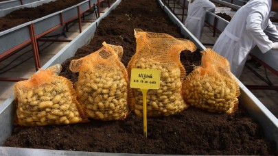 Patates Araştırma Enstitüsü’nden 10 Yerli ve Milli Patates