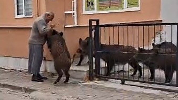 Bahçeye giren domuzları ekmek vererek uzaklaştırdı