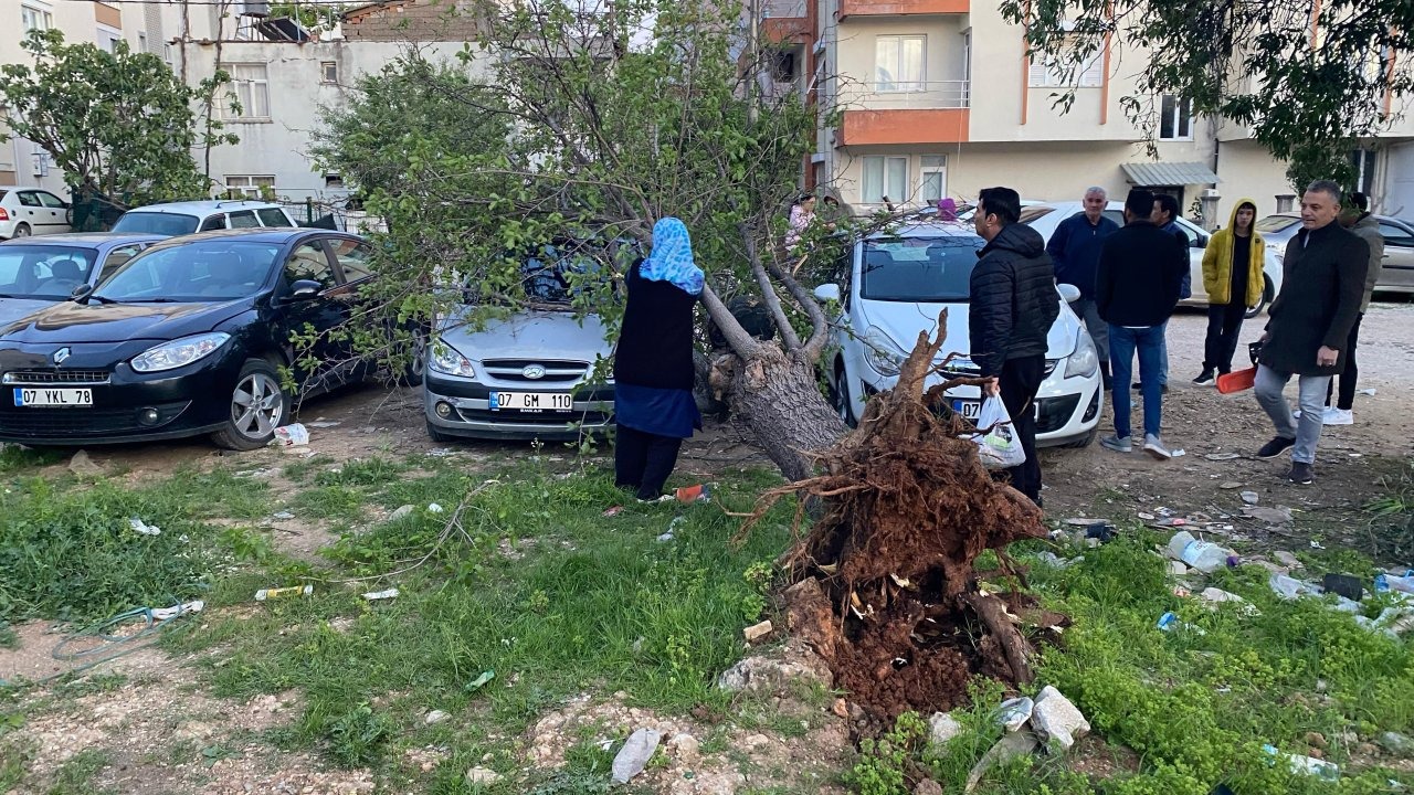 Antalya'da Şiddetli Rüzgar Ağaç Devirdi