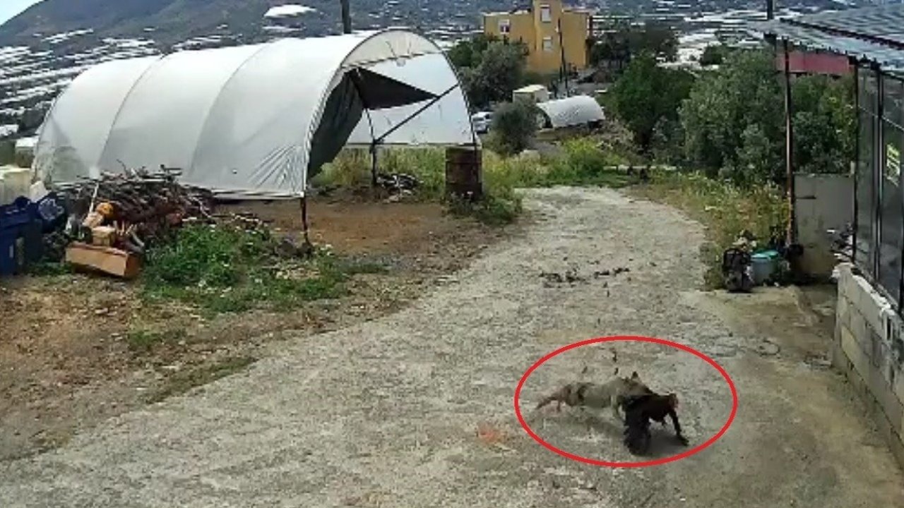 Ziyafete Hazırlanan Tilkiye ‘Köpek’ Şoku