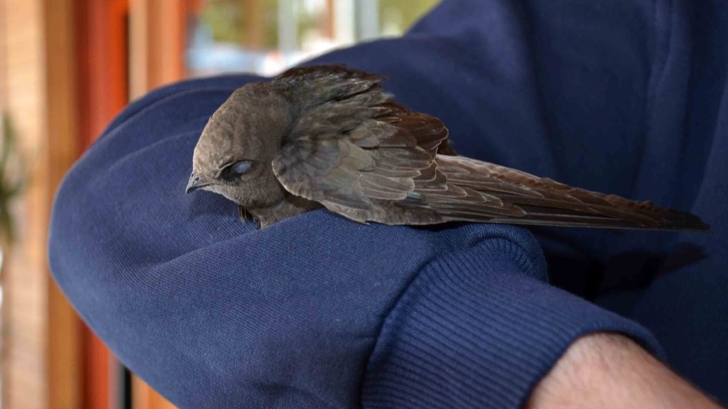 İş Yerine Giren Ebabil Kolunu Bırakmadı, Veteriner Müdahalesiyle Ayrıldı
