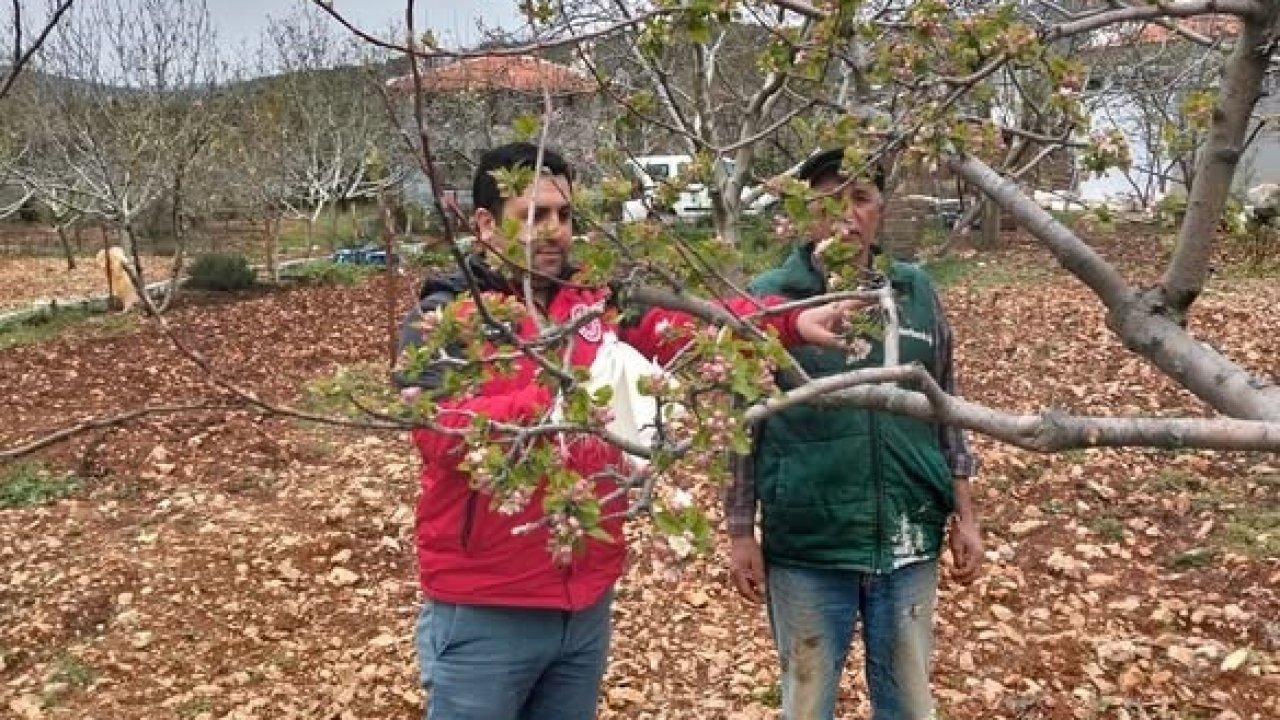 Muğla’da don afeti sonrası ön hasar tespit çalışmaları başladı