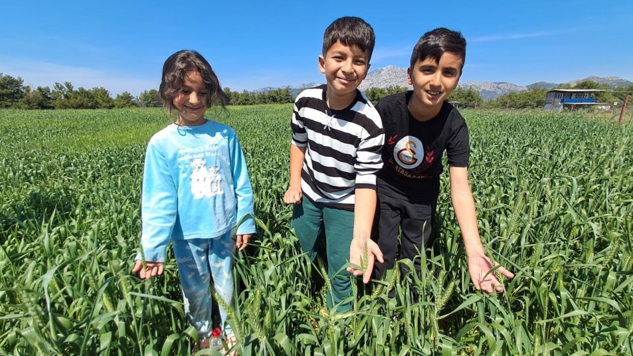 Serik'te 45 bin ton buğday beklentisi