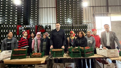 CHP’li Kaya; Domates Üreticilerimizin Yanındayız!