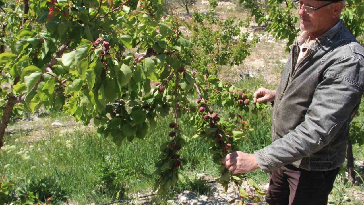 Türkiye’nin sofralık kayısı üretim merkezi, zirai donu yüzde 30 hasarla atlattı