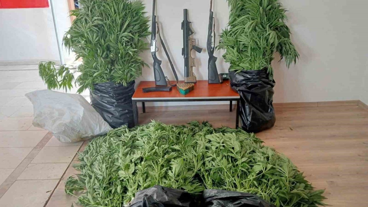 Gizli kenevir bahçesi kuran şüpheli tutuklandı