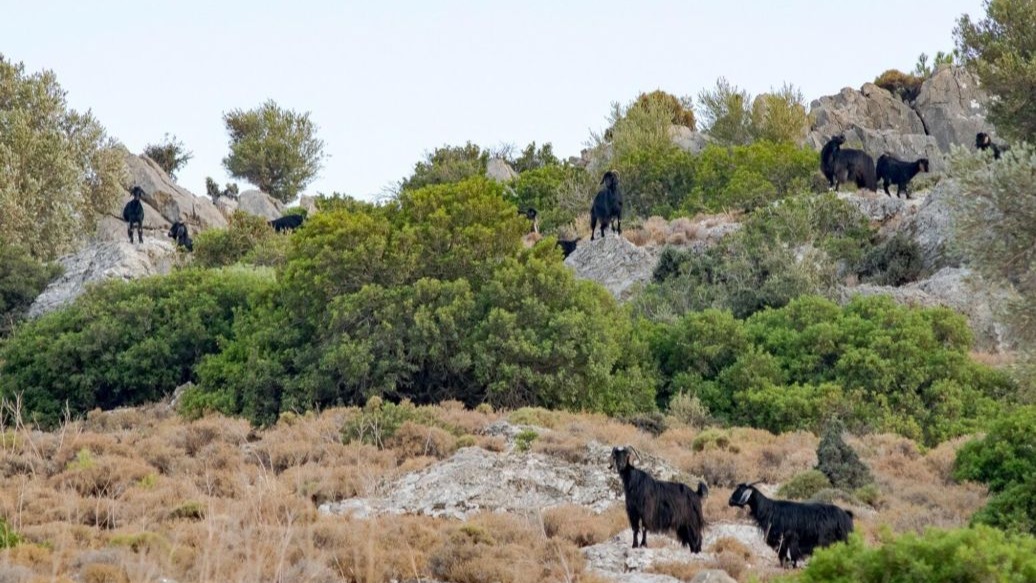 Datça'da 'mavi dil hastalığı' karantinası