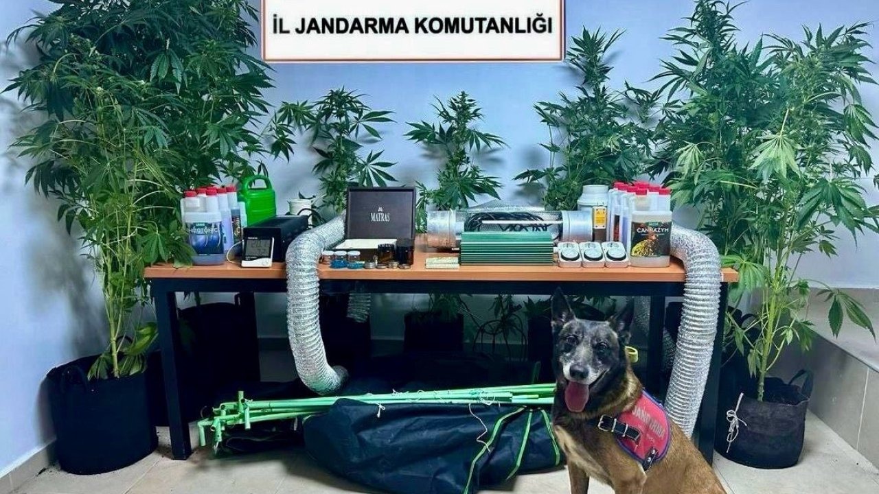 Evini uyuşturucu bahçesine çevirmiş