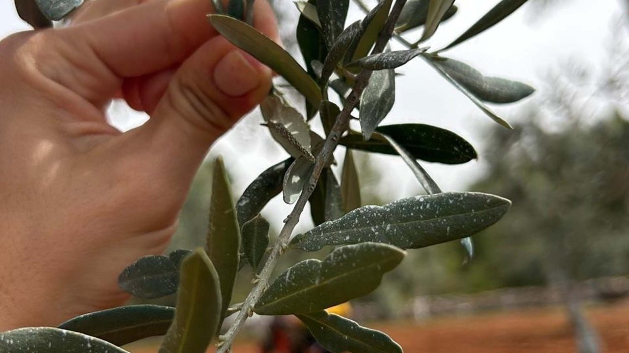 Zeytin üreticilerine umut olan proje