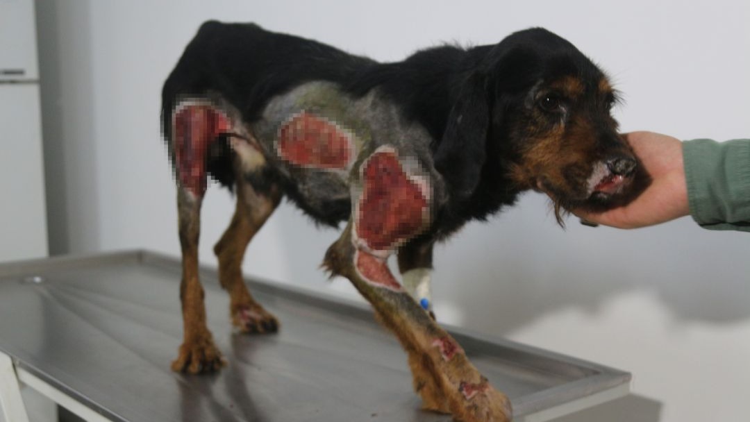 Araç arkasında sürüklenen 2 köpek, aylar sürecek tedaviye alındı