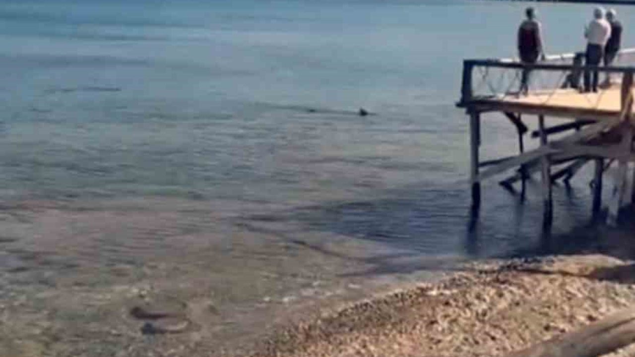 Datça’da kıyıya yakın bölgede iki köpek balığı görüldü