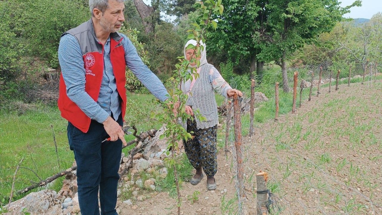 Muğla’da kapsamlı tarımsal takip