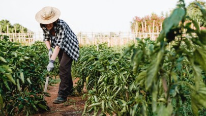 Çiftçileri Sevindiren Haber! Destek Ödemeleri Bugün Hesaplara Yatıyor