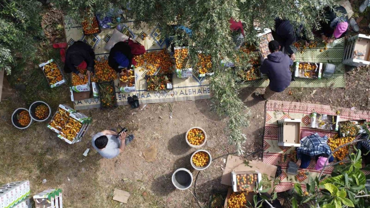 ’Sarı altın’ yenidünyada hasat başladı