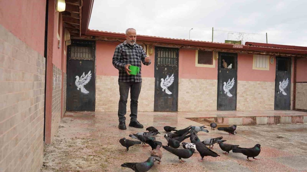 42 yıllık hobisi, profesyonel tesise dönüştü; ’güvercin apartı’ kurdu