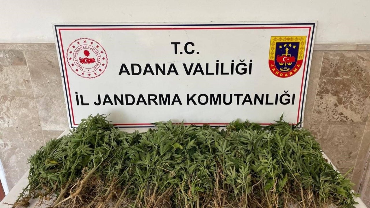 712 kök Hint keneviri ele geçirildi